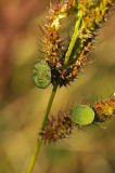 Berkenwants (Lonnekermeer)