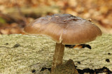DSC_5517 (Veluwe)