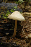 DSC_5586 (Veluwe)