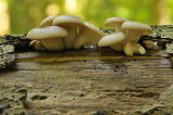 DSC_5614 (Veluwe)