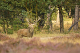 Edelhert / Red deer (Nationaal Park Hoge Veluwe)