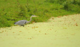 Blauwe Reiger / Grey Heron (Santpoort-AWD)