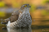 Sperwer / Eurasian Sparrowhawk (HBN-hut 3 Lemele)