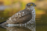 Sperwer / Eurasian Sparrowhawk (HBN-hut 3 Lemele)