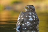 Sperwer / Eurasian Sparrowhawk (HBN-hut 3 Lemele)