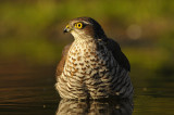 Sperwer / Eurasian Sparrowhawk (HBN-hut 3 Lemele)