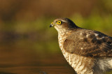 Sperwer / Eurasian Sparrowhawk (HBN-hut 3 Lemele)