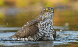 Sperwer / Eurasian Sparrowhawk (HBN-hut 3 Lemele)