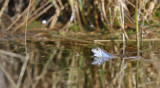 Heikikker / Frog (Engbertsdijksvenen)