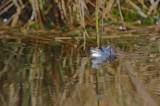 Heikikker / Frog (Engbertsdijksvenen)