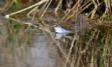 Heikikker / Frog (Engberstdijksvenen)