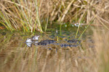 Heikikker / Frog (Engbertsdijksvenen)