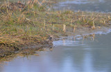 Watersnip / Common Snipe (Oelemars)