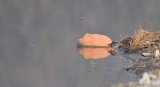 Watersnip / Common Snipe (Oelemars)