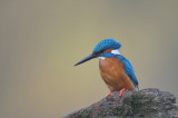 Ijsvogel / Common Kingfisher (Hof van Twente)