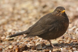 Merel / Common Blackbird (HBN-hut 6)