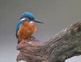 Ijsvogel / Common Kingfisher (Hof van Twente)