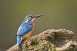 Ijsvogel / Common Kingfisher (Hof van Twente)