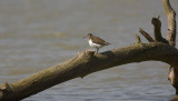 Oeverloper / Common Sandpiper (Hof van Twente)