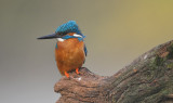 Ijsvogel / Common Kingfisher (Hof van Twente)
