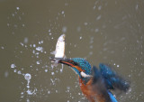 Ijsvogel / Common Kingfisher (Hof van Twente)