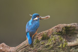Ijsvogel / Common Kingfisher (Hof van Twente)