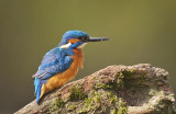Ijsvogel / Common Kingfisher (Hof van Twente)