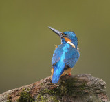 Ijsvogel / Common Kingfisher (Hof van Twente)