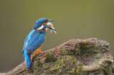 Ijsvogel / Common Kingfisher (Hof van Twente)