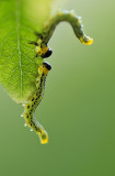 Rups (Hengelo - eigen tuin)
