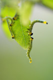 Rups (Hengelo - eigen tuin)