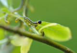 Rups (Hengelo - eigen tuin)