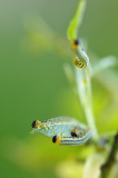 Rups (Hengelo - eigen tuin)