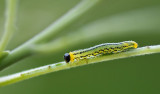 Rups (Hengelo - eigen tuin)