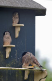 Torenvalk / Common Kestrel (Steenwijk)