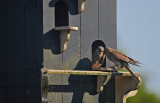 Torenvalk / Common Kestrel (Steenwijk