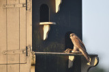 Torenvalk / Common Kestrel (Steenwijk)