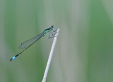 DSC_9438 (Weerribben)