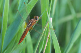 DSC_9469 (Weerribben)