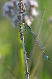 DSC_9539 (Weerribben)