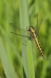 DSC_9592 (Weerribben)