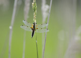 DSC_9675 (Weerribben)