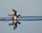 Kuifeend / Tufted Duck (de Starrevaart)