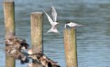 Visdief / Common Tern (de Starrevaart)