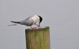 Visdief / Common Tern (de Starrevaart)