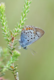 Heideblauwtje (Boetelerveld - Raalte)