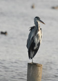 Blauwe Reiger / Grey Heron (de Starrevaart)