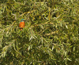Ijsvogel / Common Kingfisher (de Starrevaart)