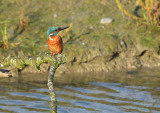 Ijsvogel / Common Kingfisher (de Oelemars)