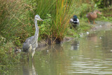 Blauwe Reiger / Grey Heron (de Oelemars)